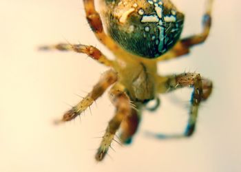 Close-up of spider