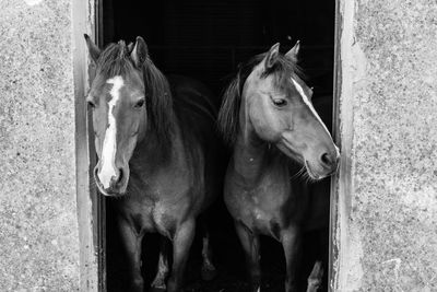 Portrait of horse standing outdoors