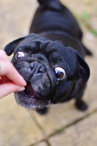 Close-up of dog looking away