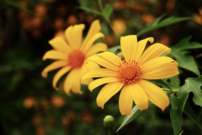 Close-up of yellow flower in park
