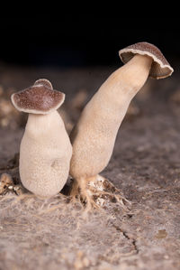 Close-up of mushrooms growing on field