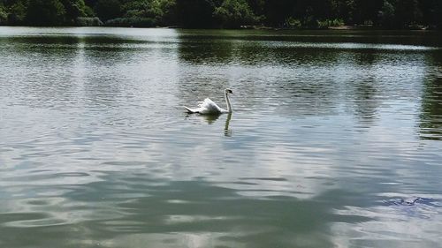 Birds in calm water