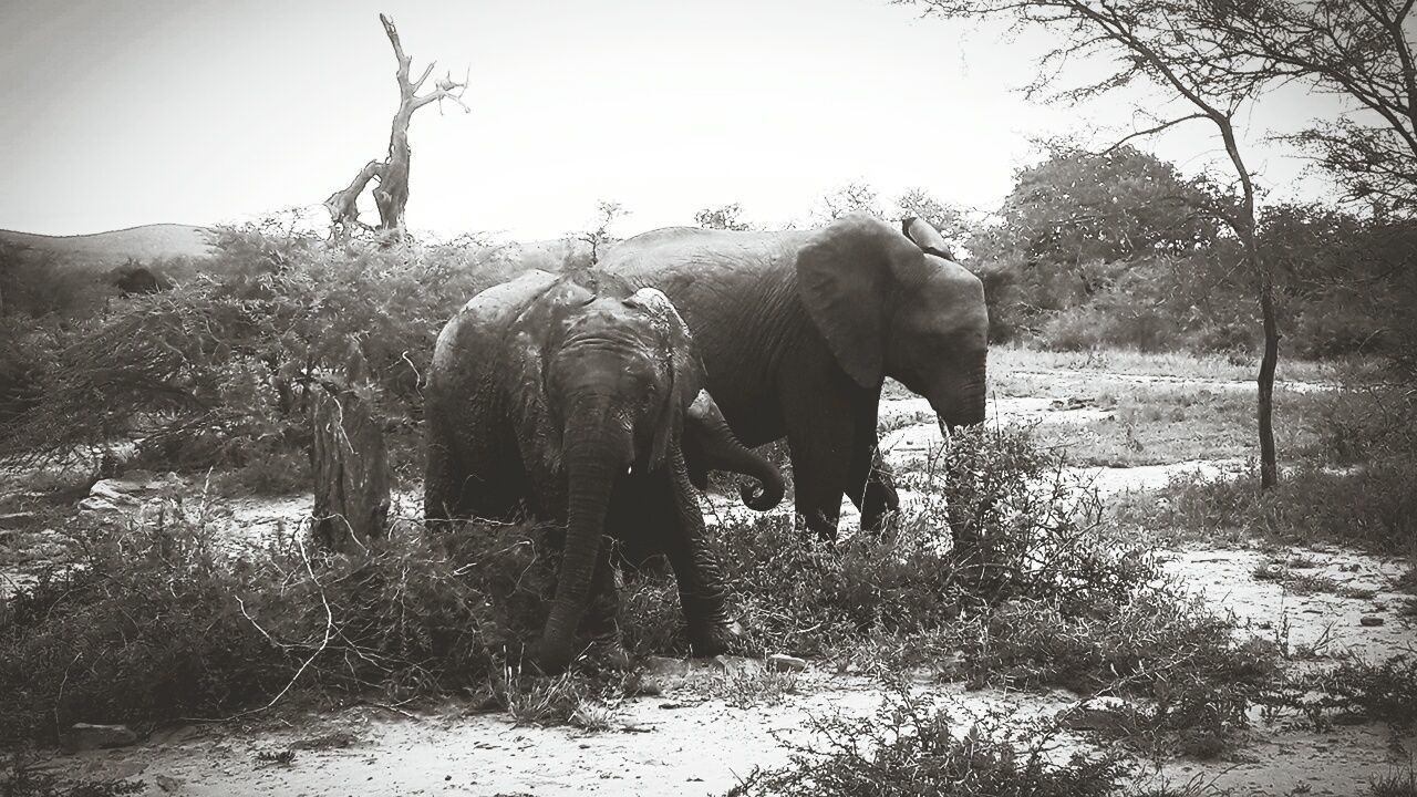 ELEPHANT STANDING ON LANDSCAPE AGAINST SKY