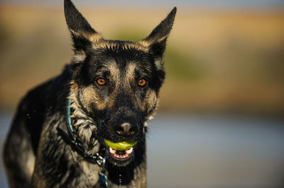 Portrait of dog fetching ball