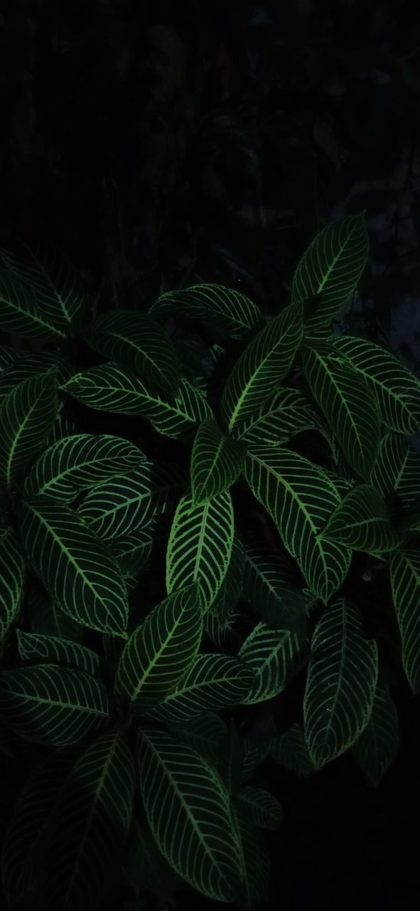HIGH ANGLE VIEW OF FERN LEAVES ON PLANT