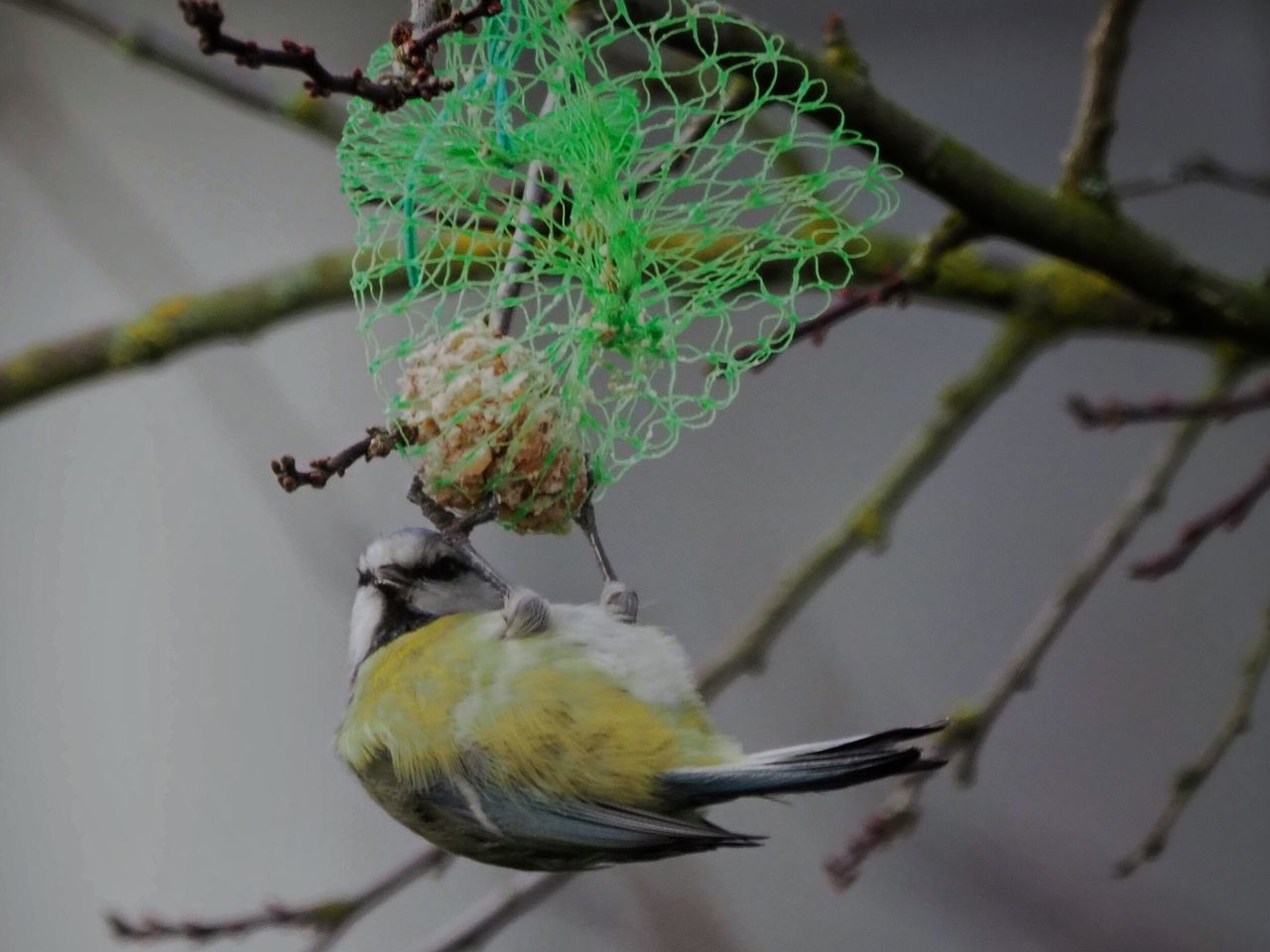 animal themes, focus on foreground, animals in the wild, no people, one animal, bird, animal wildlife, hanging, branch, nature, green color, close-up, perching, day, beauty in nature, tree, outdoors, woodpecker