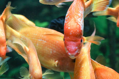 Close-up of fish swimming in sea