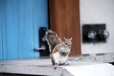 Portrait of squirrel