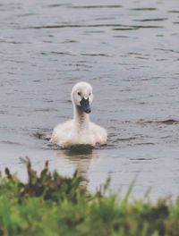 Swan swimming in lake