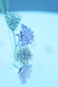 Close-up of purple flowers