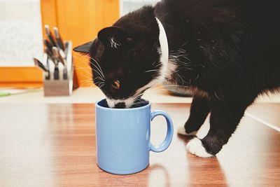 Close-up of cat drinking water at table