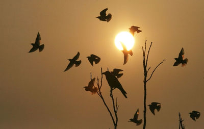 Low angle view of silhouette birds flying against sky during sunset