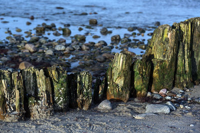 Panoramic view of wooden posts on beach