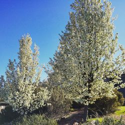 Low angle view of flowers against blue sky