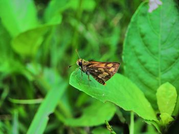 Butterfly on leaf