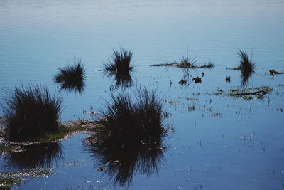 Reflection of trees in lake against sky