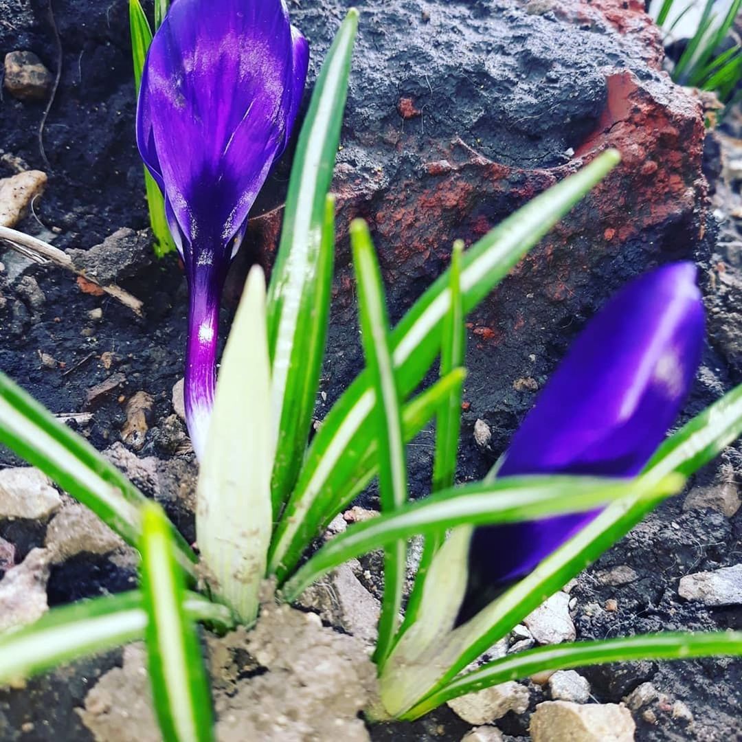 plant, flower, flowering plant, growth, purple, nature, vulnerability, beauty in nature, iris, fragility, crocus, close-up, freshness, no people, inflorescence, petal, flower head, day, land, field, outdoors, springtime, flower pot