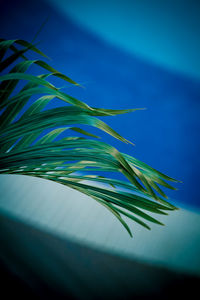 Close-up of palm tree against blue sky