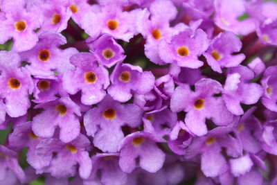 Full frame shot of purple flowers