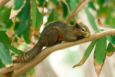 Squirrel on a tree