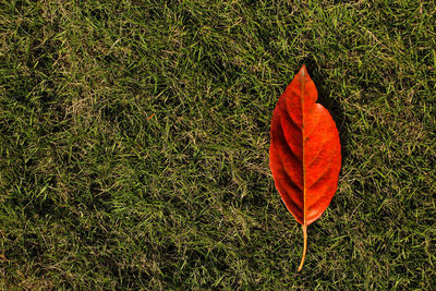 Close-up of maple leaf on field during autumn