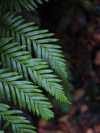 Closeup of beautiful leaves in the rain forest of blue mountain, australia.