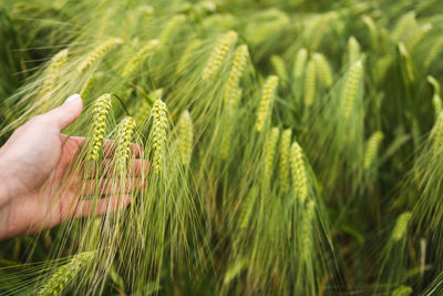 Woman's hand touches fresh ears of wheat