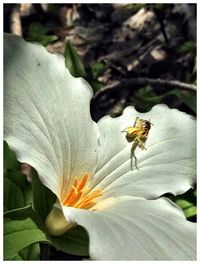 Close-up of insect on flower