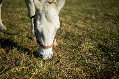 Low section of horse grazing on field