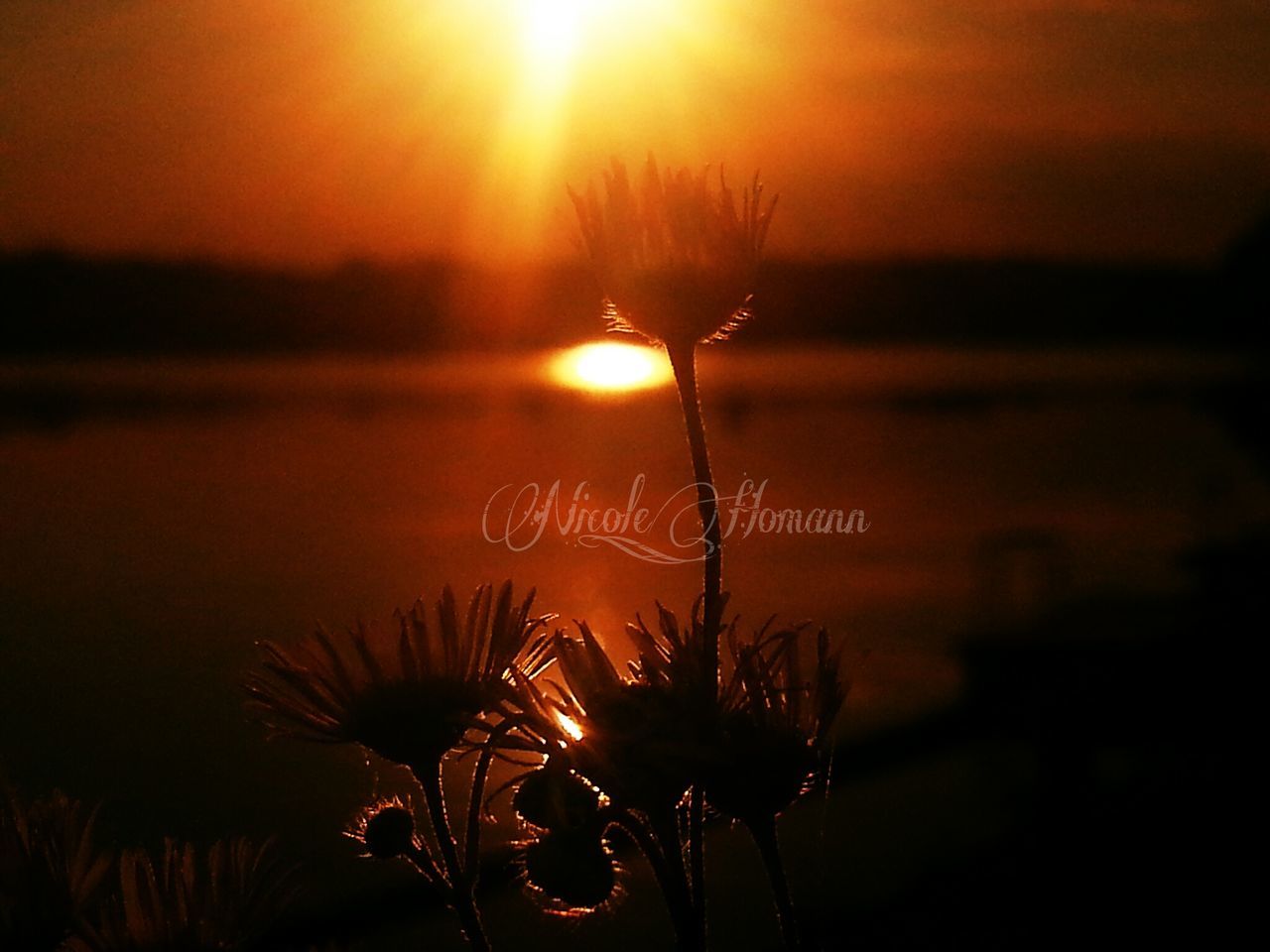 sunset, sun, silhouette, orange color, beauty in nature, tranquility, nature, plant, sky, tranquil scene, scenics, idyllic, growth, sunlight, outdoors, no people, focus on foreground, water, lens flare, stem