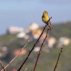 Close-up of bird perching on branch