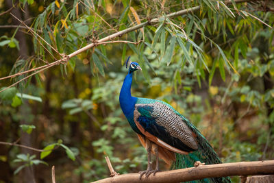 Bird perching on a branch