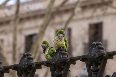 Bird perching on metal