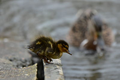Close-up of duck in lake