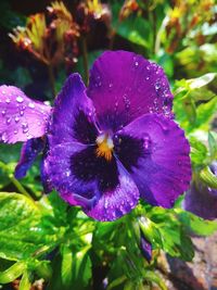 Close-up of wet purple flowering plant