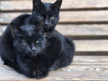 Close-up portrait of black cat