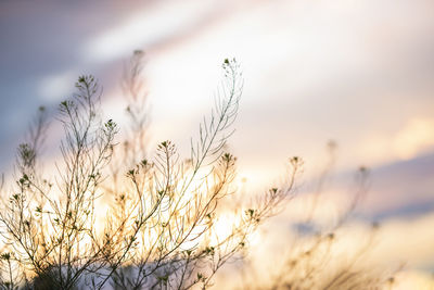 Close-up of stalks against sunset sky