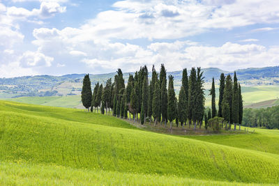 Panoramic shot of trees on field against sky