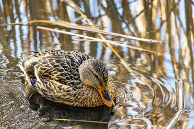 Close-up of duck swimming on lake