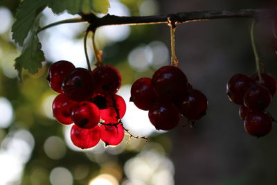 Close-up of red currant growing during sunset