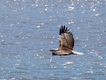 Bird flying over water