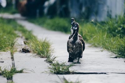 Close-up of ducks perching on footpath