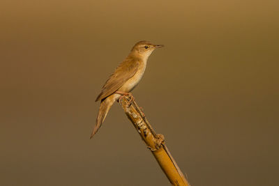 Close-up of bird perching on twig
