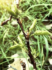 Close-up of insect on plant