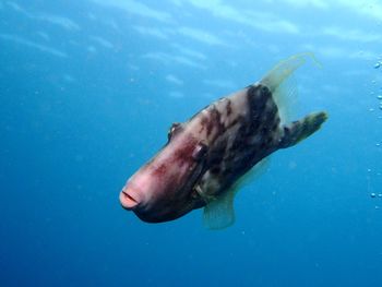 Fish swimming in sea