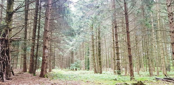 Trees growing in forest