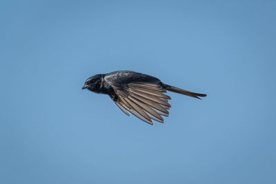 Fork-tailed drongo flies across perfect blue sky