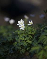 Close-up of white flowering plant