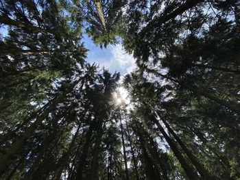 Low angle view of sunlight streaming through trees