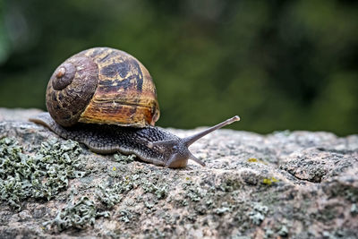 Close-up of snail on rock